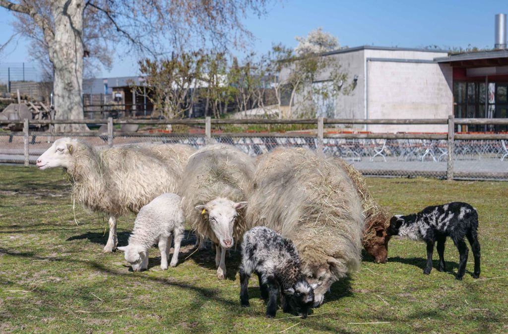 Mit einer Widerristhöhe von nur 50 bis 60 Zentimetern und 40 bis 50 Kilo Gewicht ist die Skudde die kleinste, deutsche Schafrasse.