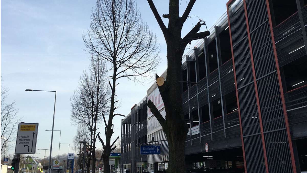 Kaufland an der   Aldinger Straße: Scharfe Kritik an Baumschnitt in Mühlhausen