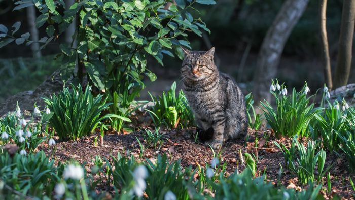 Katzen aus dem Garten vertreiben – Was hilft wirklich?