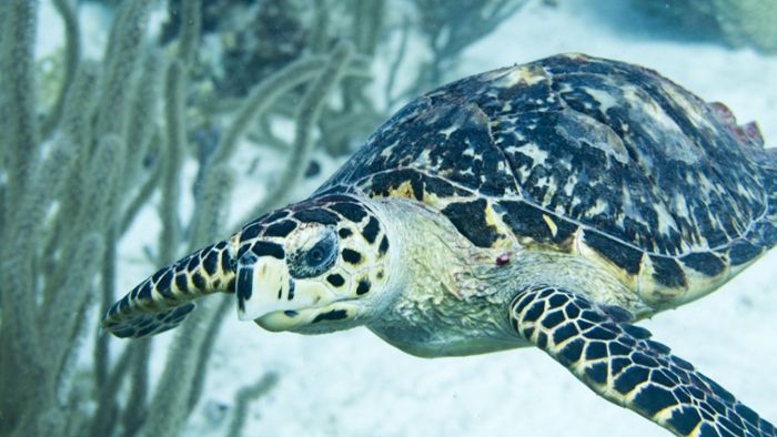 Freiwillige retten Meeresschildkröten vor Kältewelle