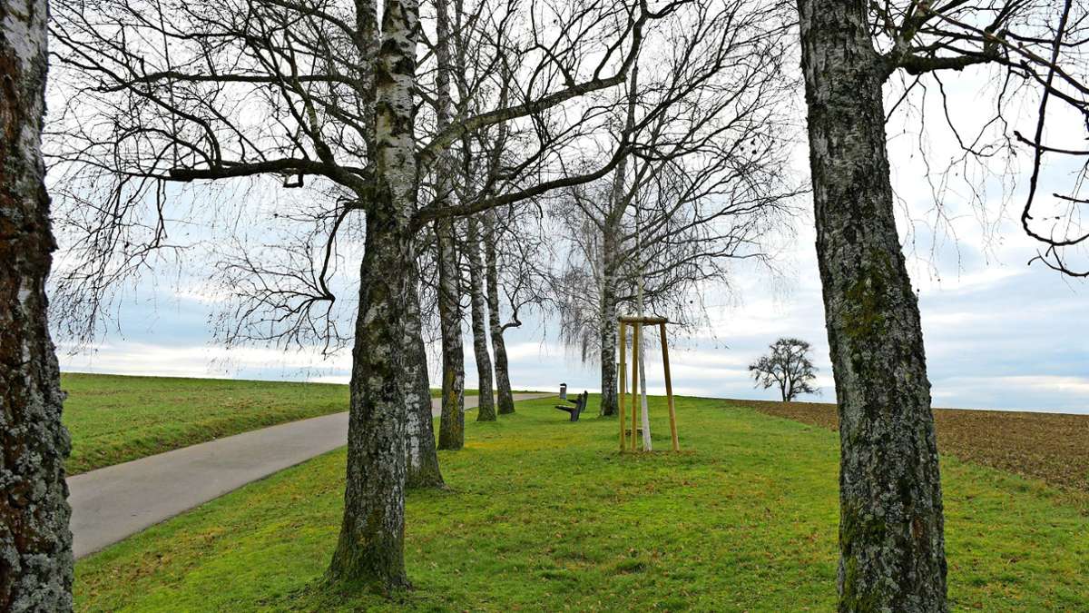 Landschaft bei Herrenberg: Birkenallee wird zu Kastanienallee