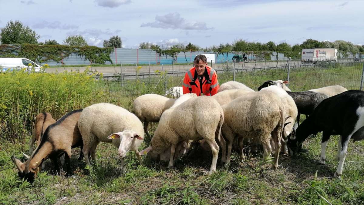 Landschaftspflege: Schafe am Rande der Autobahn