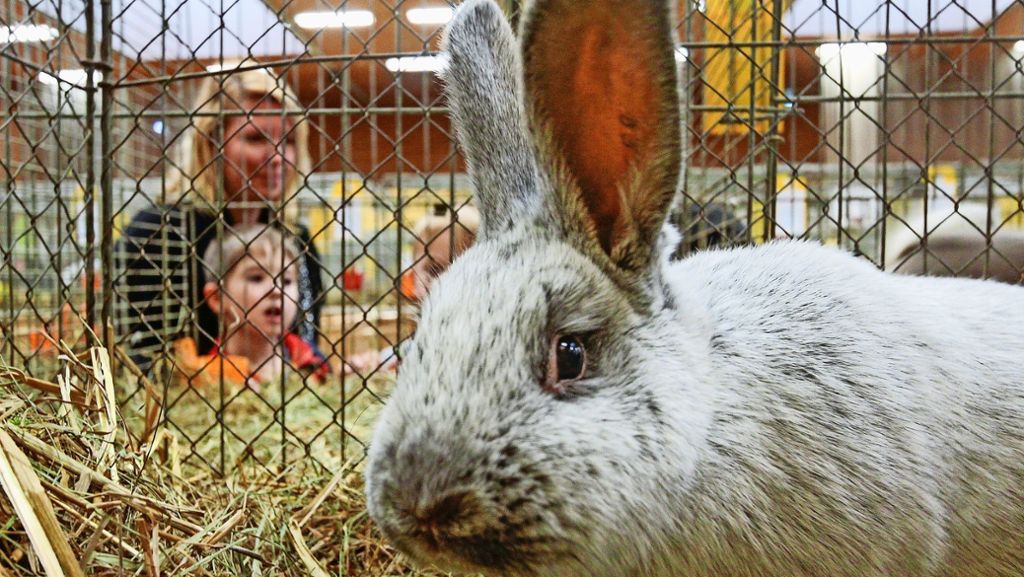 Kleintierzüchter in Renningen: Prämierte Kaninchen und stolze  Fasane
