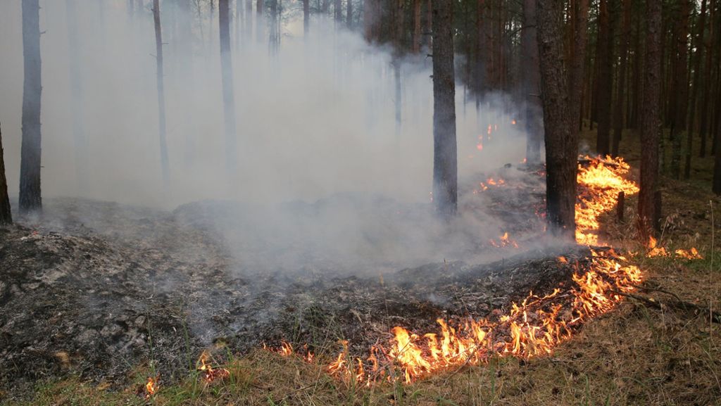 Waldbrand in Mecklenburg-Vorpommern: Munition erschwert Löscharbeiten erheblich