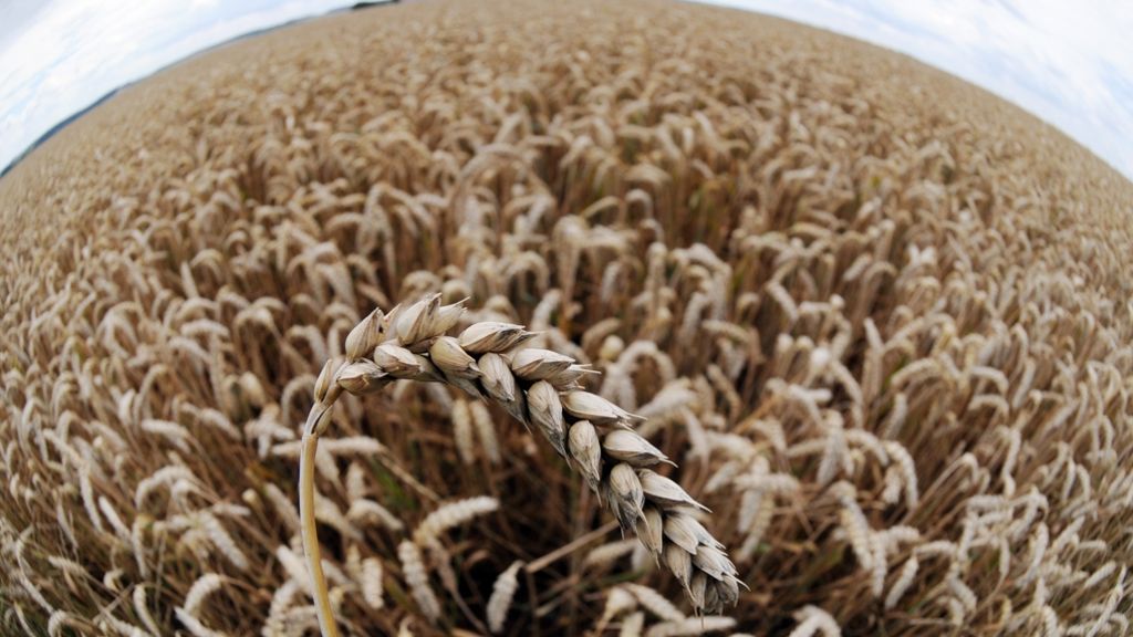 Gefährdete Welternährung: Getreide-Rost auf dem Vormarsch