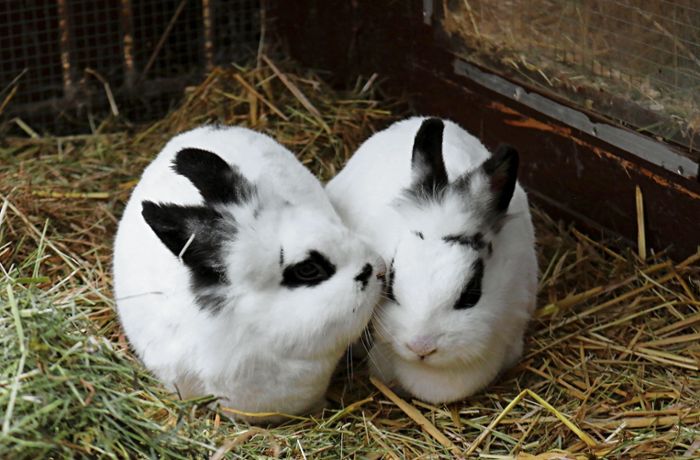 Spendenaktion Hilfe für den Nachbarn: Zwei Kaninchen trösten die Kinder