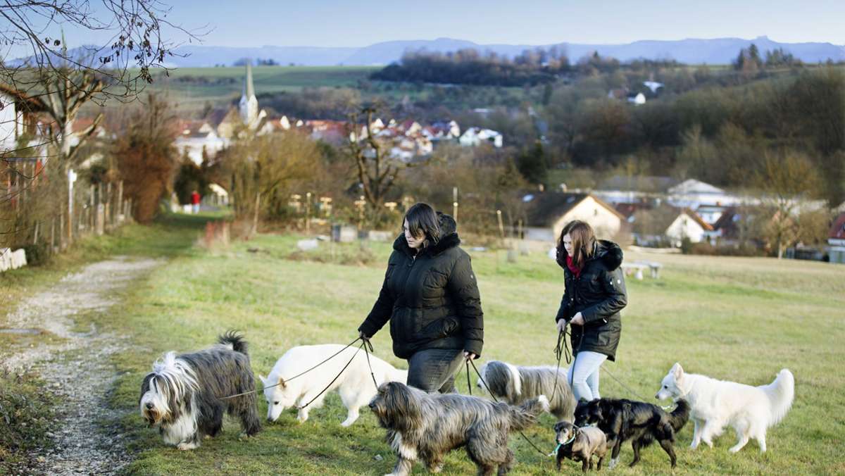 Tierliebes Paar in Aichtal: Sind sieben Hunde in einer Wohnung zu viel?