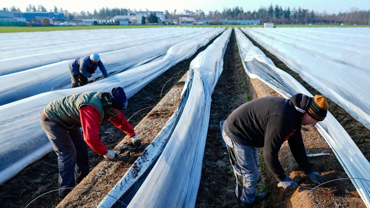 Beliebtes Gemüse aus dem Südwesten: Spargelsaison läuft an –  Erste Stangen werden schon gestochen
