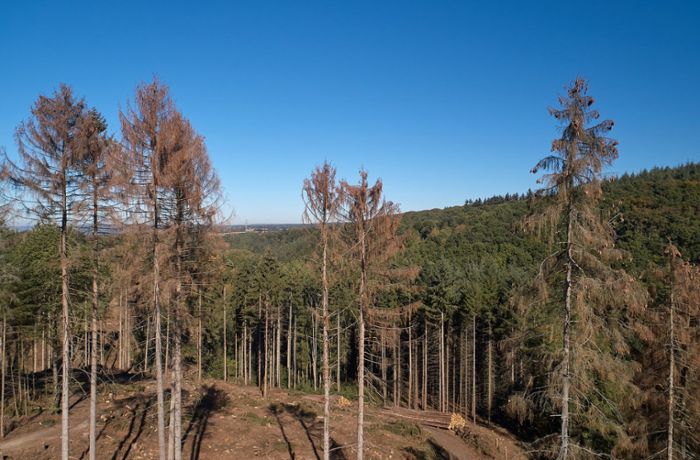 Dürre und Borkenkäfer –  Hauk verspricht Waldbesitzern 30 Millionen
