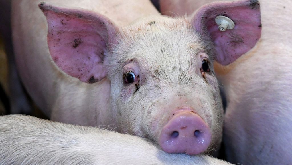 Brand im Schweinestall: 19 Muttersäue und 240 Ferkel sterben