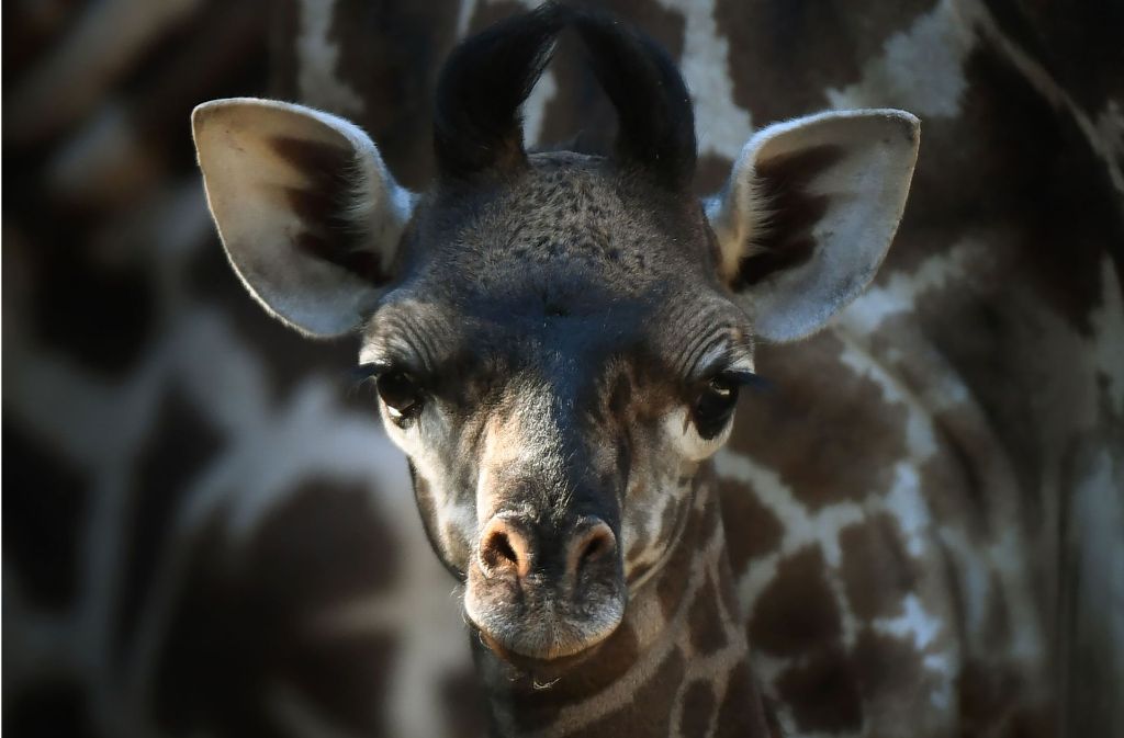 Im Zoo von Los Angeles ist diese kleine Giraffendame auf die Welt gekommen. Foto: AFP
