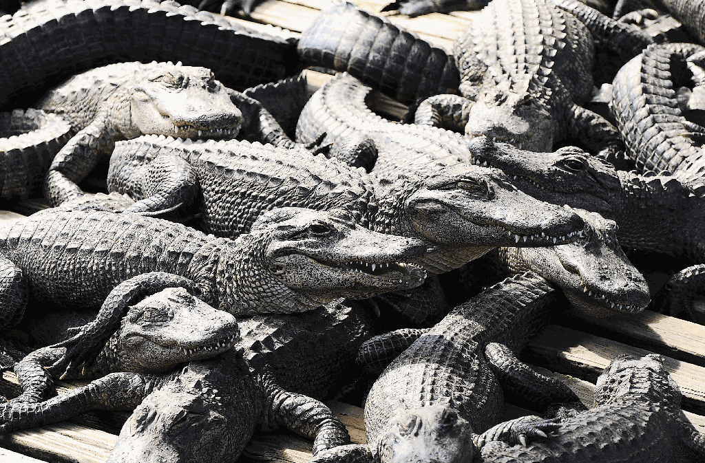 Nur kein Stress: In einem Aufzuchtbecken von Gatorland stapeln sich die jungen Alligatoren in der Sonne.