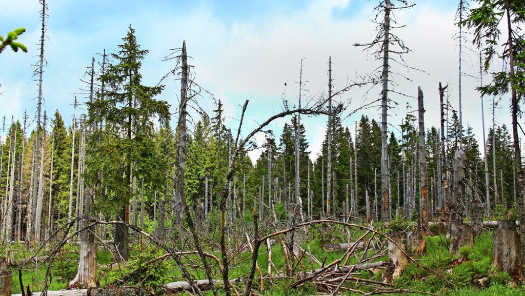 Trockenheit und Borkenkäfer: Droht ein neues Waldsterben?