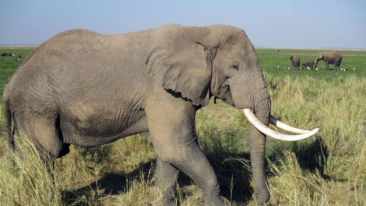 Mysteriöses Elefantensterben: Elefant läuft völlig desorientiert im Kreis – Hunderte Rüsseltiere tot