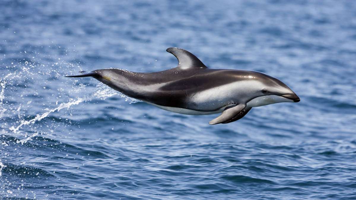 Ausflügler beim Whale-Watching: Tausende Delfine vor Kaliforniens Küste gesichtet