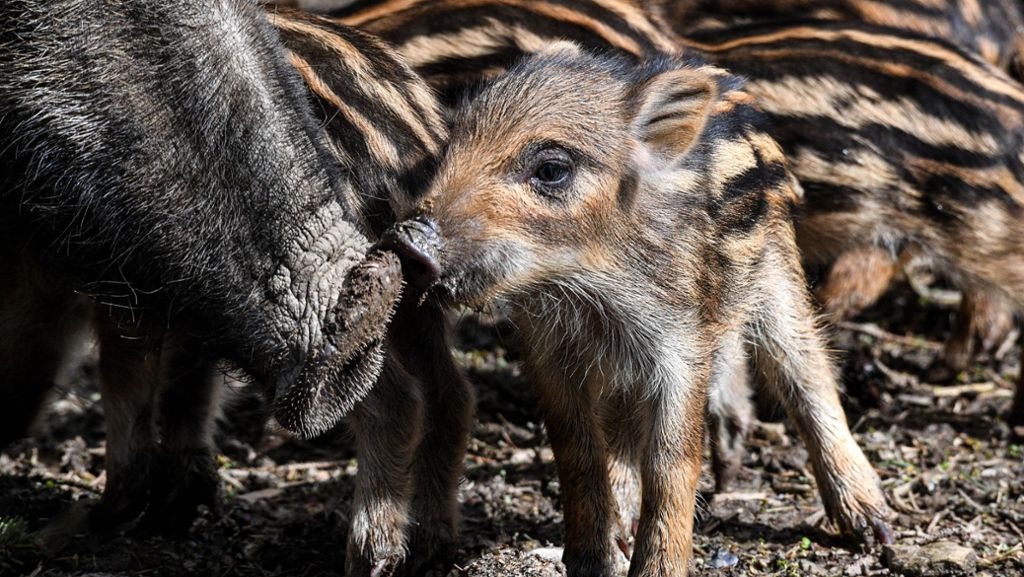 Ravensburg: Wildschwein-Nachwuchs beschnüffelt die Umgebung