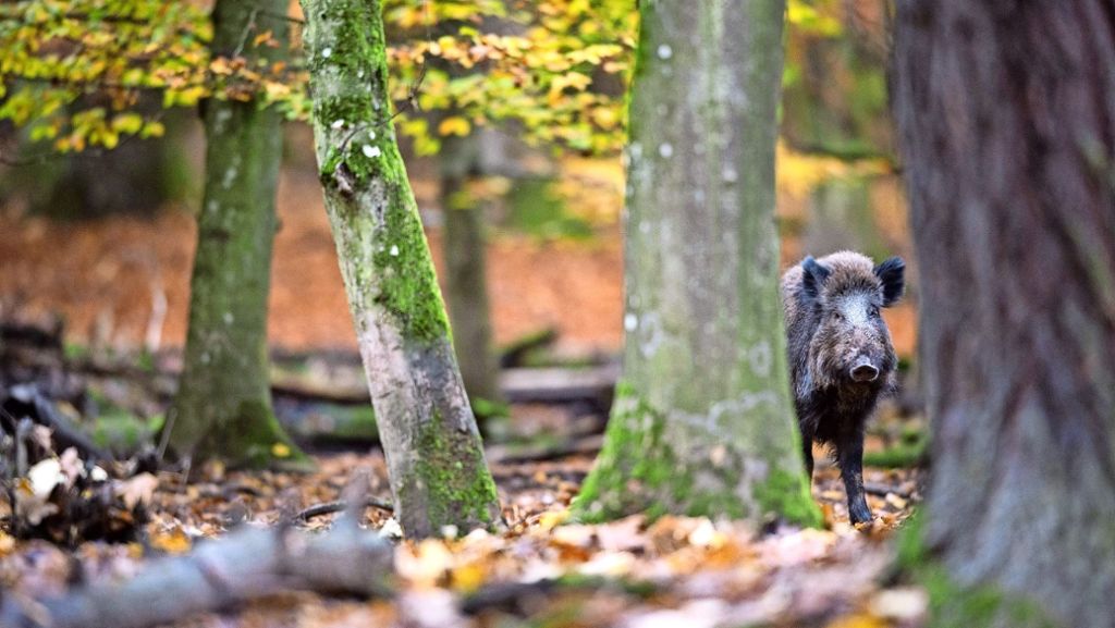 Waldtiere im Stuttgarter Norden: Wildschweine machen sich rar