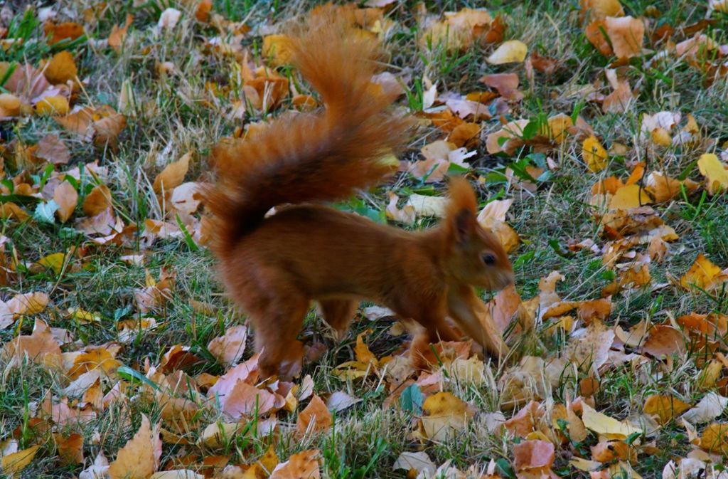 Ein Eichhörnchen spielt im Herbstlaub.