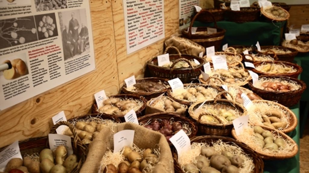 Kartoffelausstellung in Plieningen: Geschichte eines unscheinbaren Gewächses