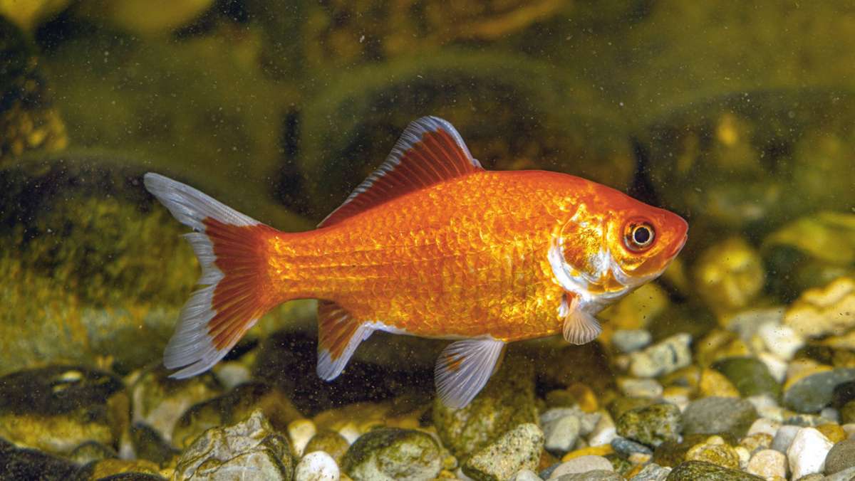 Plage in Filderstadt: Zäune schützen Amphibien vor Goldfischen