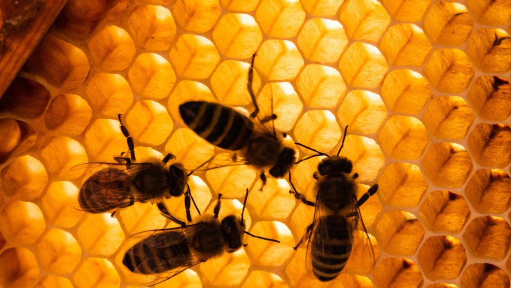 Initiative proBiene: Innenministerium gibt grünes Licht für Bienen-Volksbegehren