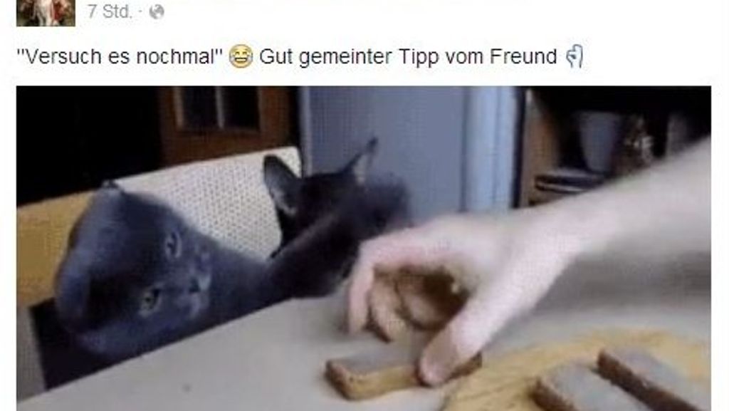 Diebische Katze: Katze klaut Brot vom Tisch