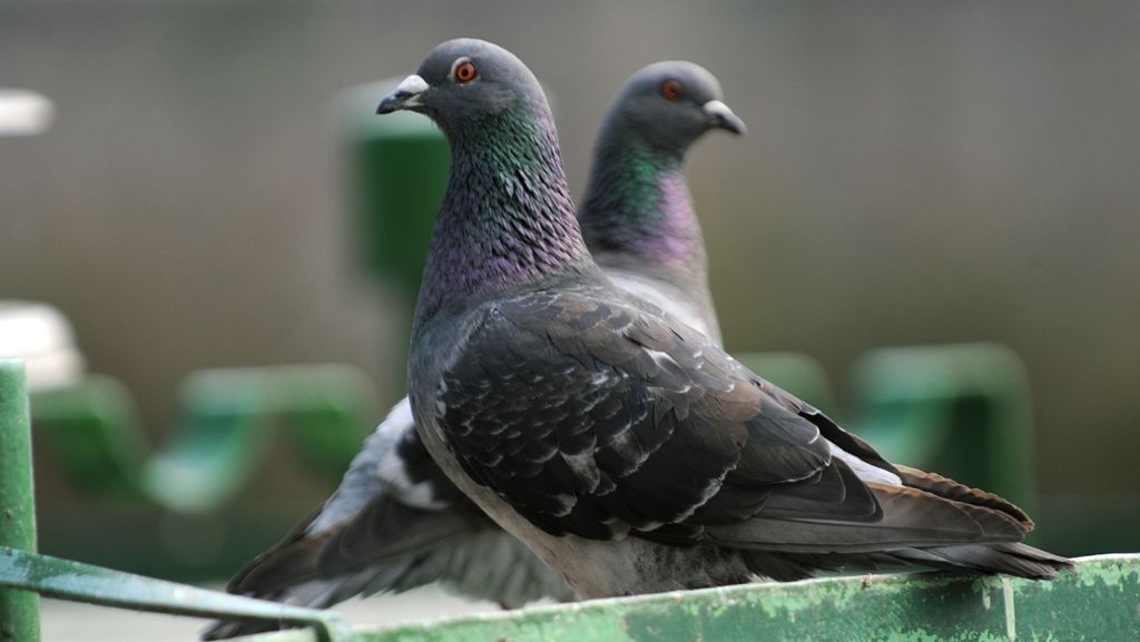 Tauben auf den Fildern: Im Bahnhofsdach nistet ein Problem