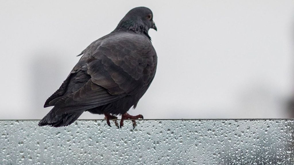 Plage in Ditzingen: Die Taube auf dem Dach