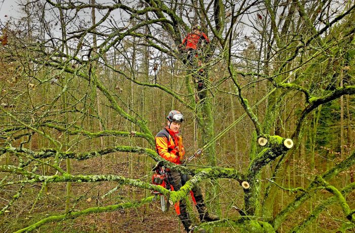 Forst BW hilft Bäumen beim Altwerden: Pflege für die Riesen im  Schurwald