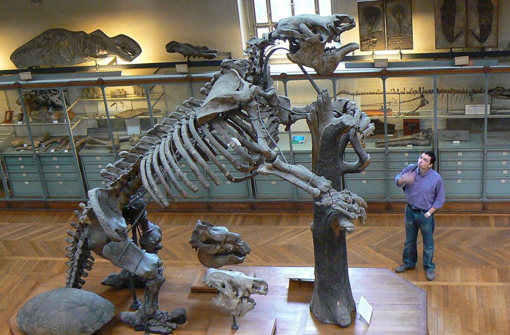 Skelett eines Megatherium americanum im Muséum national d’Histoire naturelle, Paris. Als Pflanzenfresser ernährten sich Riesenfaultiere hauptsächlich von weicher pflanzlicher Nahrung. Die größeren Verwandten des Paramylogon lebten in Südamerika.