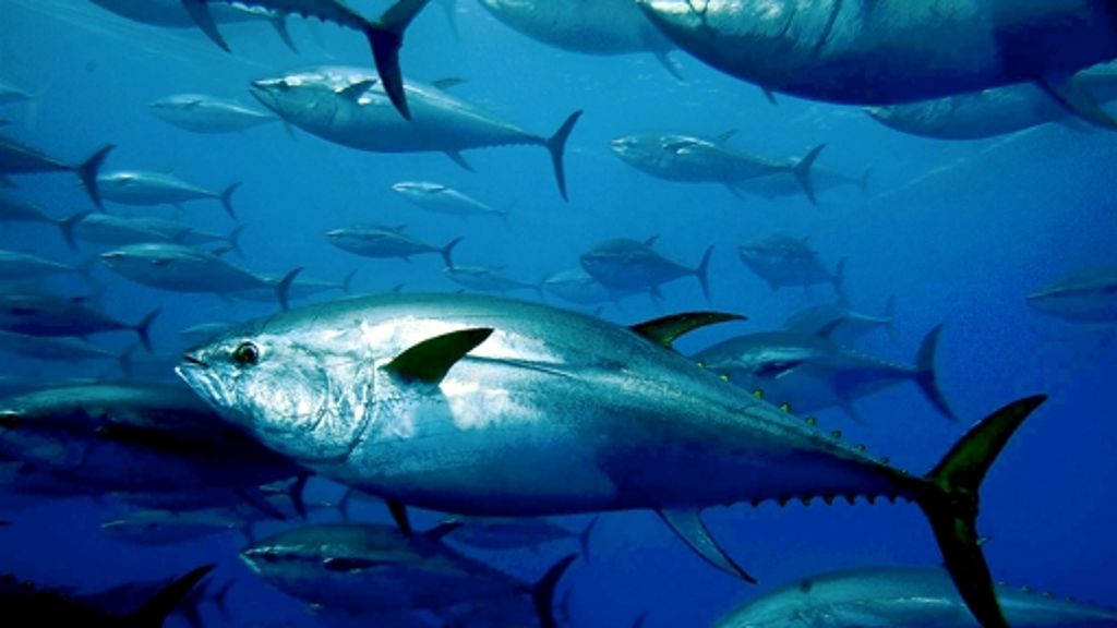Lifestyle-Essen: Der Lifestyle bedroht die Meere