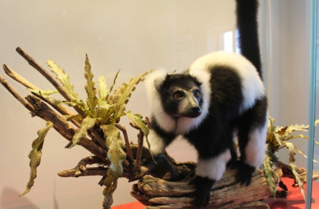 Ein Schwarz-weißer Vari: diese Tiere kommen wie alle Lemuren nur auf Madagaskar vor.