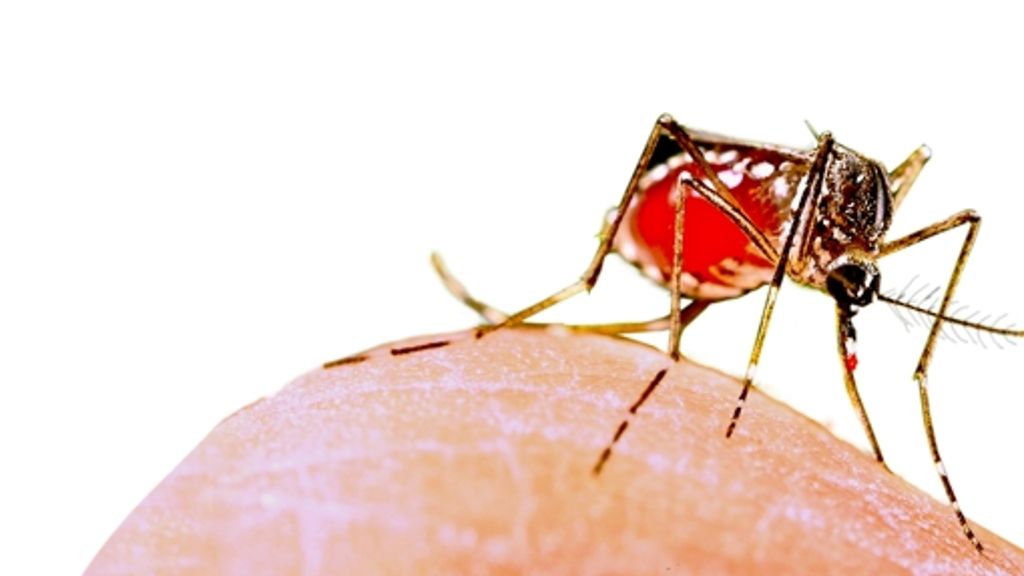 Medizin: Zika-Virus beim Sex übertragen