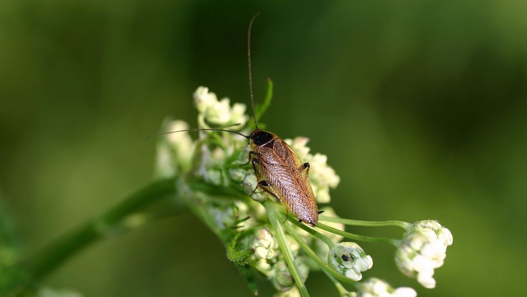 Ungebetene Insekten im Haus: Bernsteinschaben beunruhigen die Stuttgarter