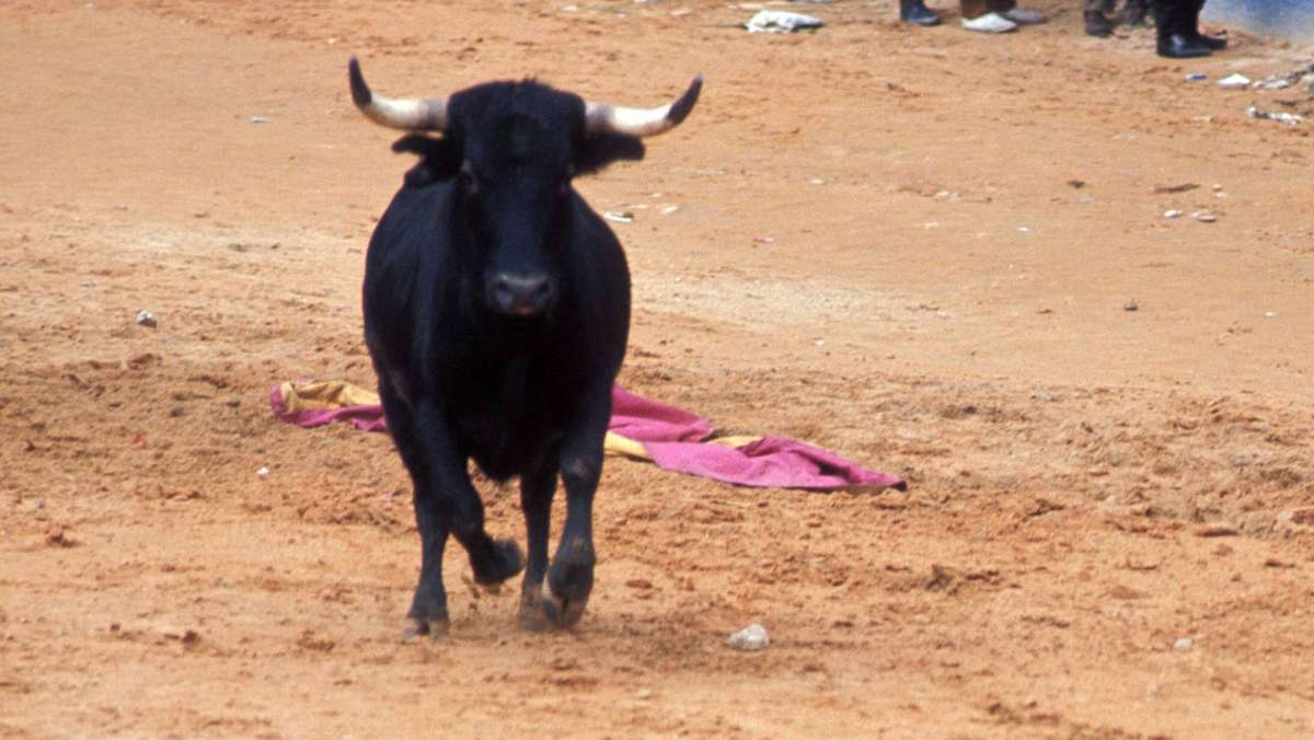 Stierhatz in Südfrankreich: 23-jähriger Stierkämpfer wird tödlich verletzt