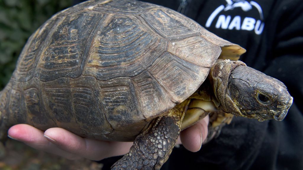  Eine entlaufene Schildkröte ist am Freitag auf einer Straße unterwegs gewesen. Ein Passant rettete sie schließlich. Das etwa 30 Zentimeter große Tier kam in einer Transportkiste auf ein Polizeirevier. 
