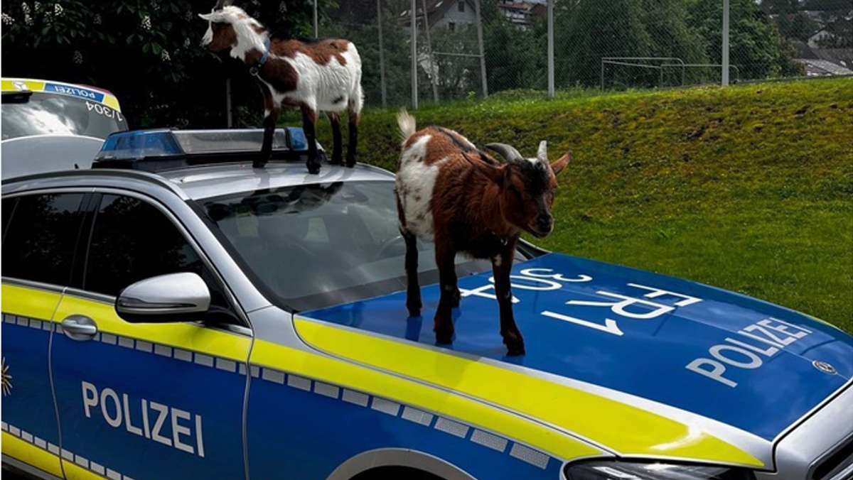 Kurioses aus Schopfheim: Ziegen klettern auf Polizeiauto