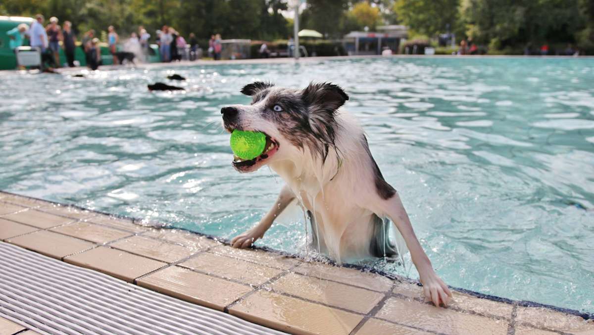  Die Freiluftsaison im Fellbacher F3 endet mit einem Wellness-Wochenende für Hunde. Am Samstag und am Sonntag ist hier Hundebadetag. Wer da keine Zeit hat für das etwas andere Gassigehen: es gibt weitere Chancen auf nasse Pfoten. 