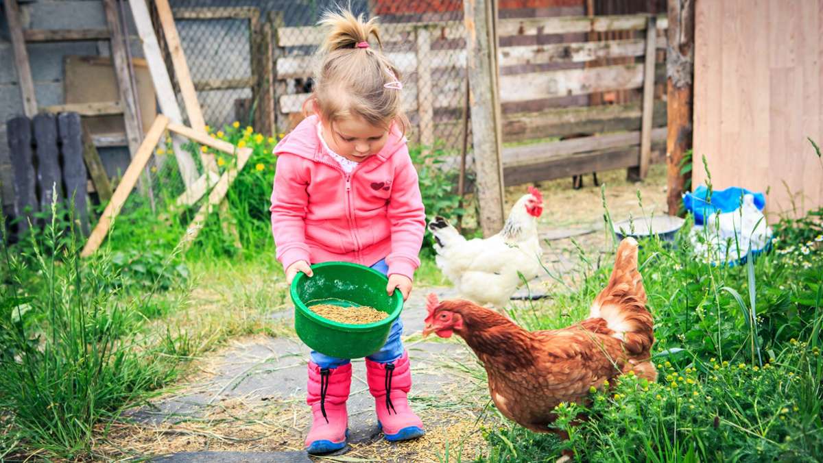 Selbstversorgung im  Garten: Glückliche Hühner   im eigenen Garten