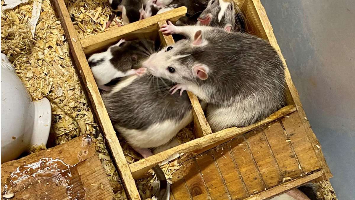 Karlsruhe: 100 Ratten in WG-Zimmer gefunden