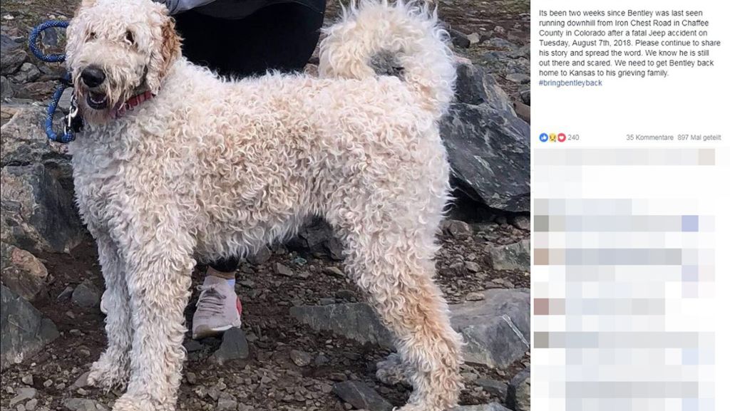 Emotionales Wiedersehen in Colorado: Hundewelpe Bentley nach Autounfall spurlos verschwunden