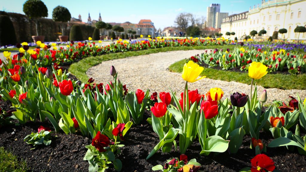 Blühendes Barock in Ludwigsburg: Ein Meer aus Tulpen rund ums Schloss