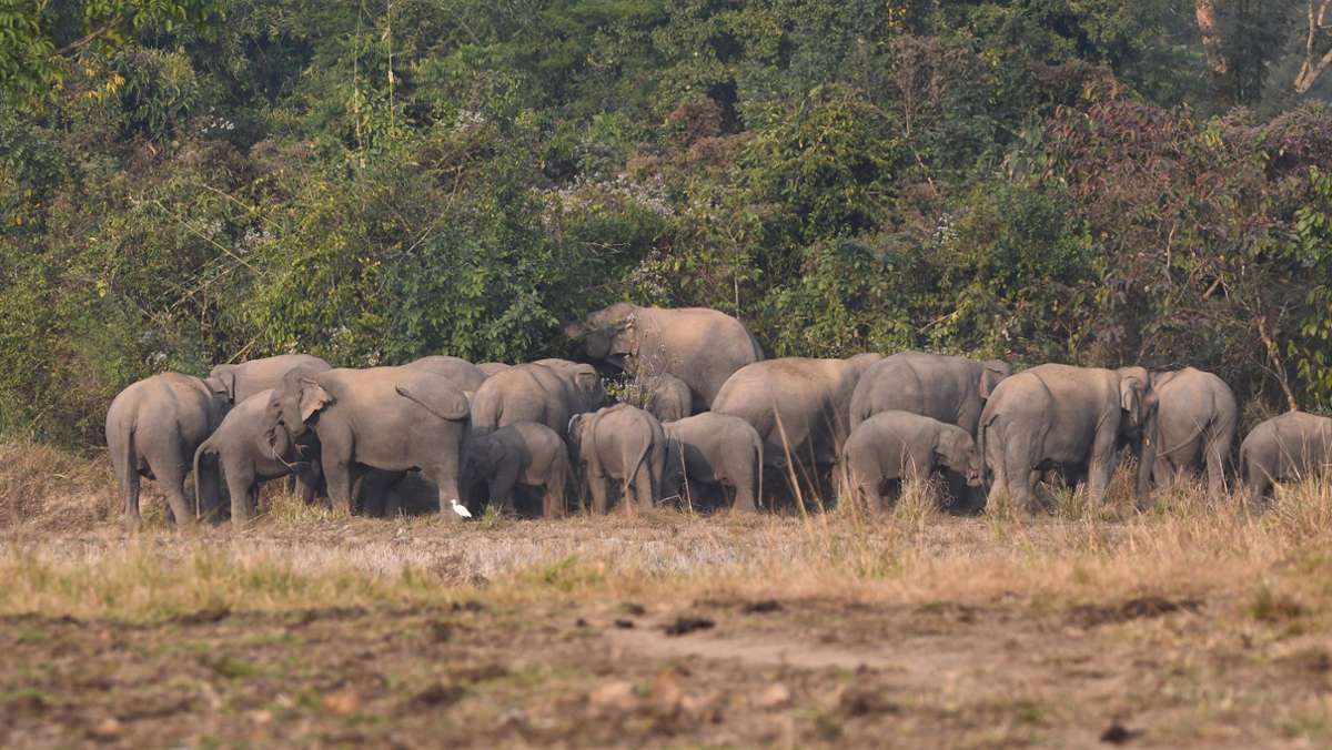 Indien: Mann von Elefantenherde zu Tode getrampelt