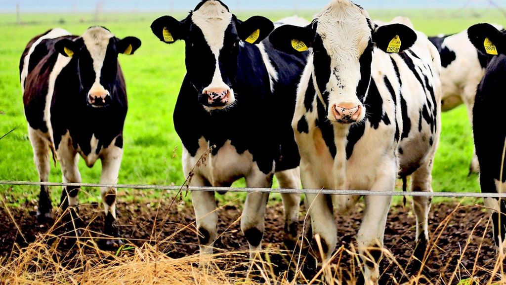 Agrarexperte im Interview:: „Fleisch und Milch sollten teurer werden“