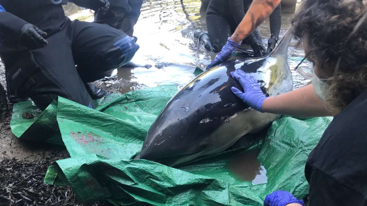 Einsatz  in Großbritannien: Tierschützer retten Delfin in fünfstündiger Aktion