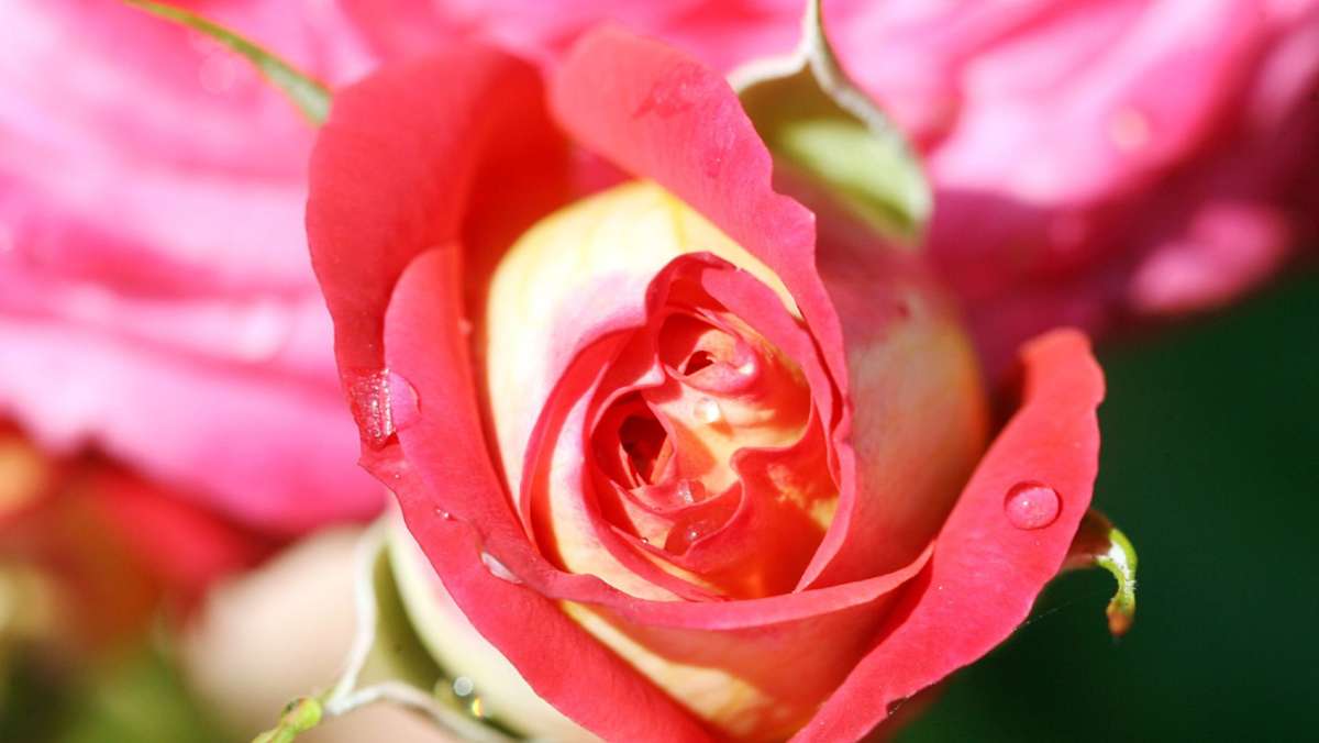 Gartenblumen: Fünf Hausmittel gegen Rosenkrankheiten