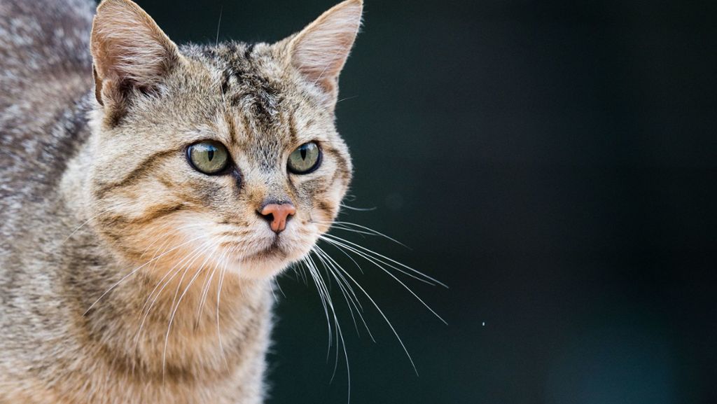 Hoffnung für Allergiker: Impfstoff gegen Katzenhaarallergie gefunden