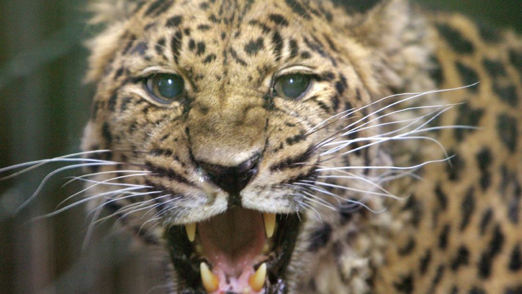 Uganda: Leopard tötet Kleinkind in Nationalpark