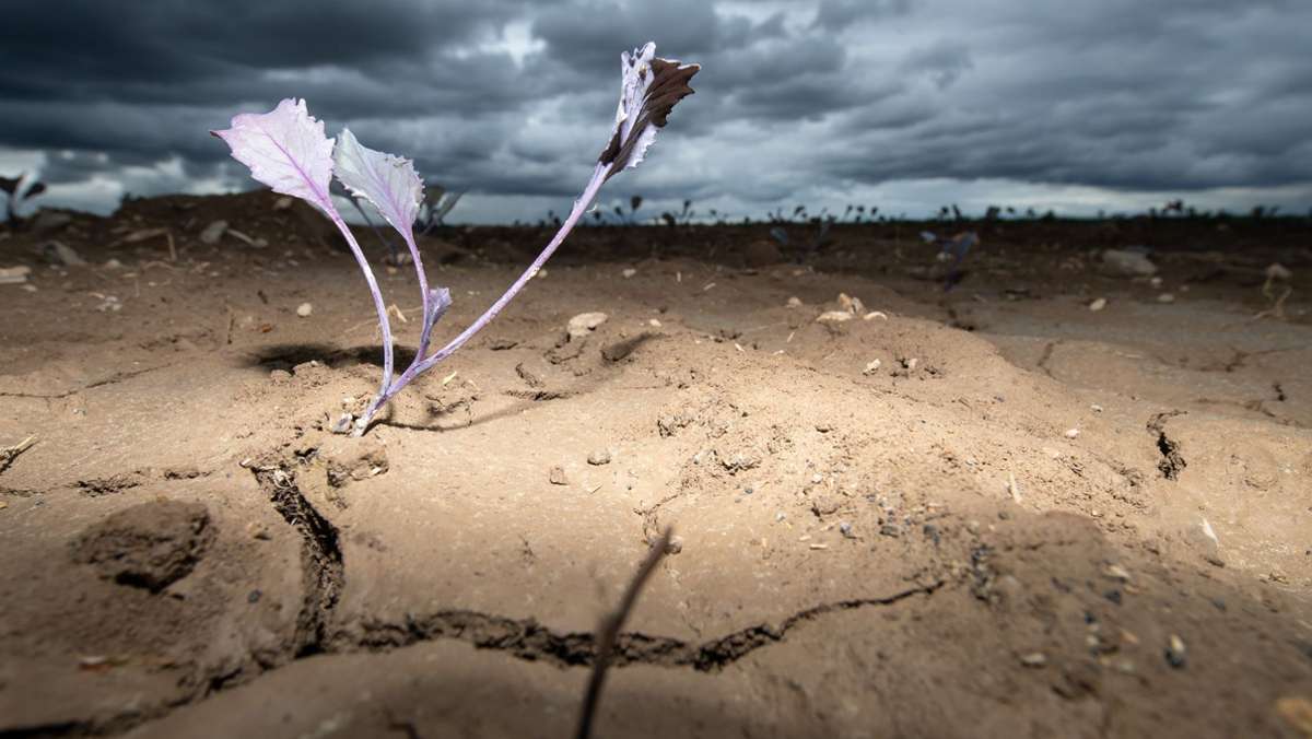 Bericht des Weltklimarates: Folgen des Klimawandels – Wassermangel, Hunger und Krankheiten