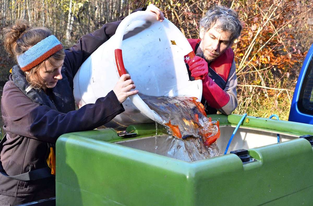 Die Goldfische aus dem Teich werden in einen Wassertank umgesetzt und anschließend nach Esslingen gefahren. Foto: Sandra Hintermayr